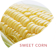 SWEET CORN